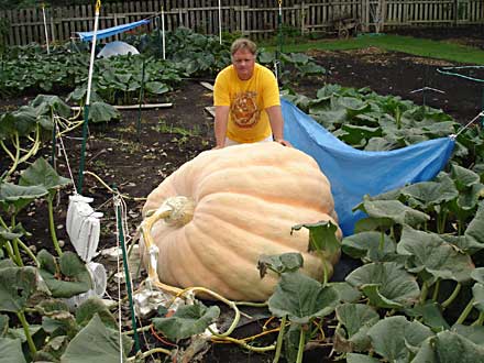 large pumpkin, record breaking pumpkin, pumpkinfest, anamosa, pumpkin