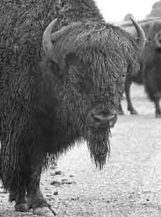 Buffalo at Neal Smith Refuge