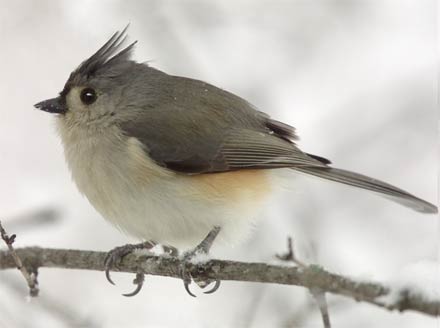 tufted titmouse