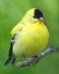 goldfinch