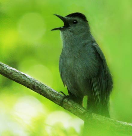 catbird