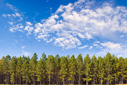 pine forest, christmas tree farm, trees