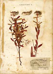 marguerite perret, new world herbarium