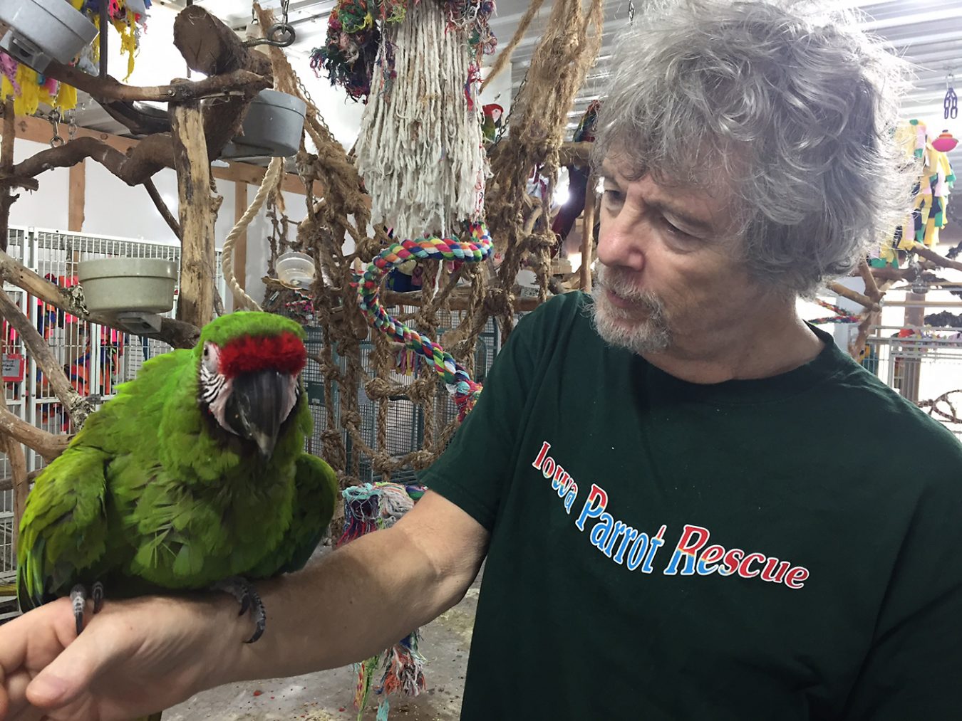 Iowa Parrot Rescue: A Labor of Love - Iowa Source
