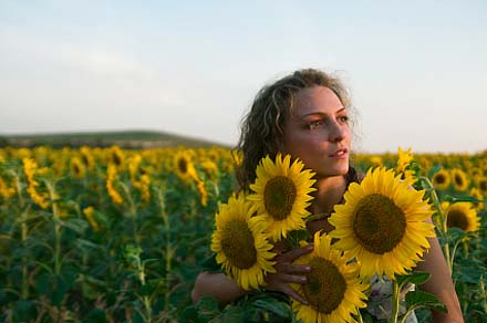 sunflowers