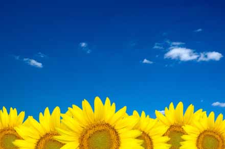 sunflower, summer sky, blue sky, yellow flowers