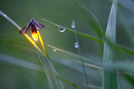 radim schreiber, fireflies