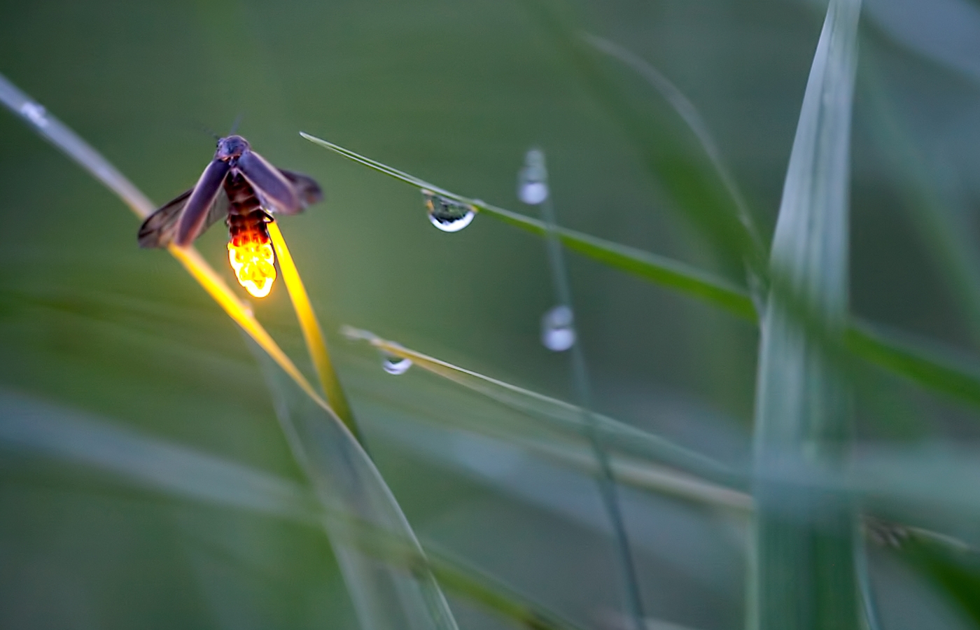Photographing Fireflies: Essence of a Summer Night - Iowa Source