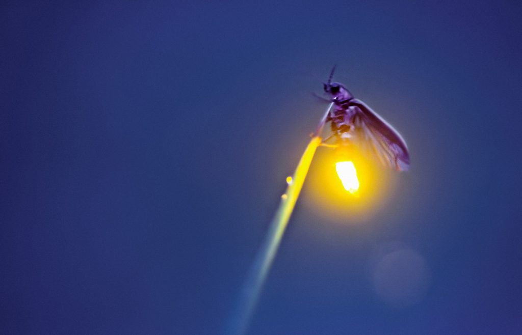 Firefly photographed by Radim Schreider