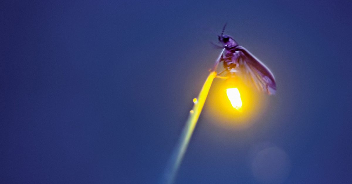 Stalking the Wild Firefly An Interview with Photographer Radim
