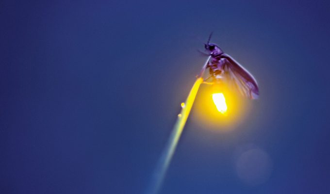 Firefly photographed by Radim Schreider