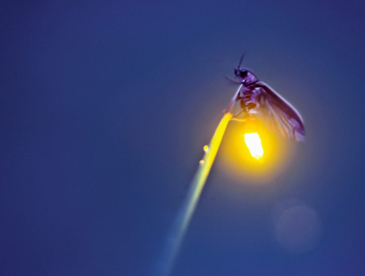 Firefly photographed by Radim Schreider