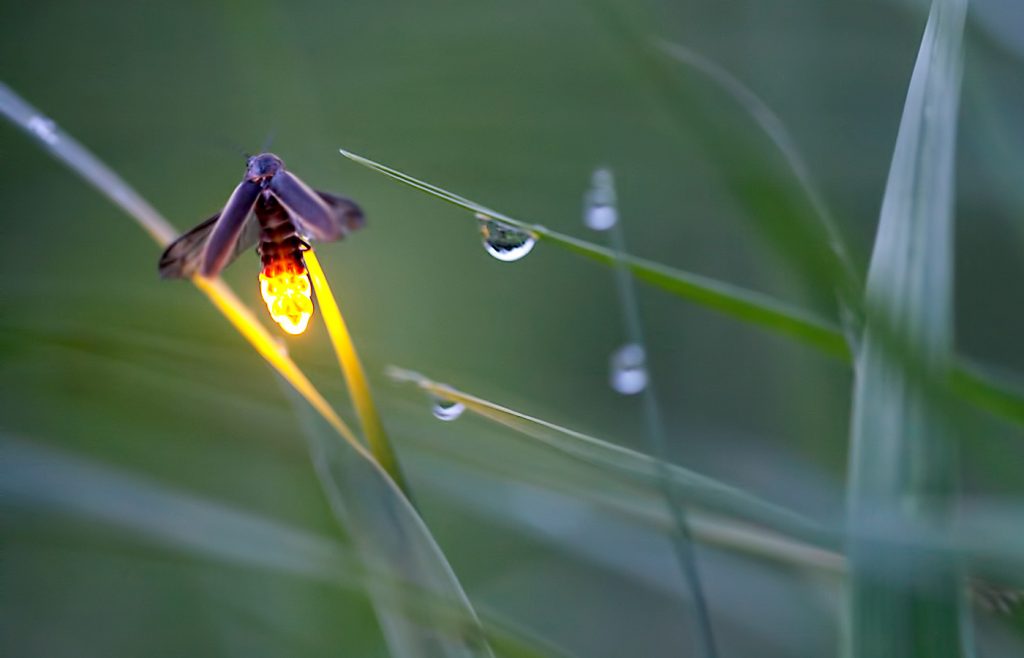 Firefly photo by Radim Schreiber