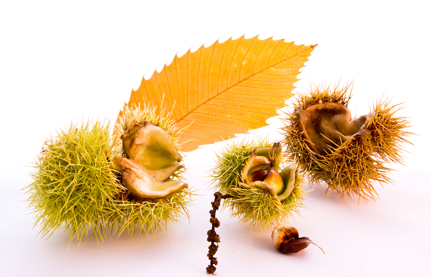 chestnuts