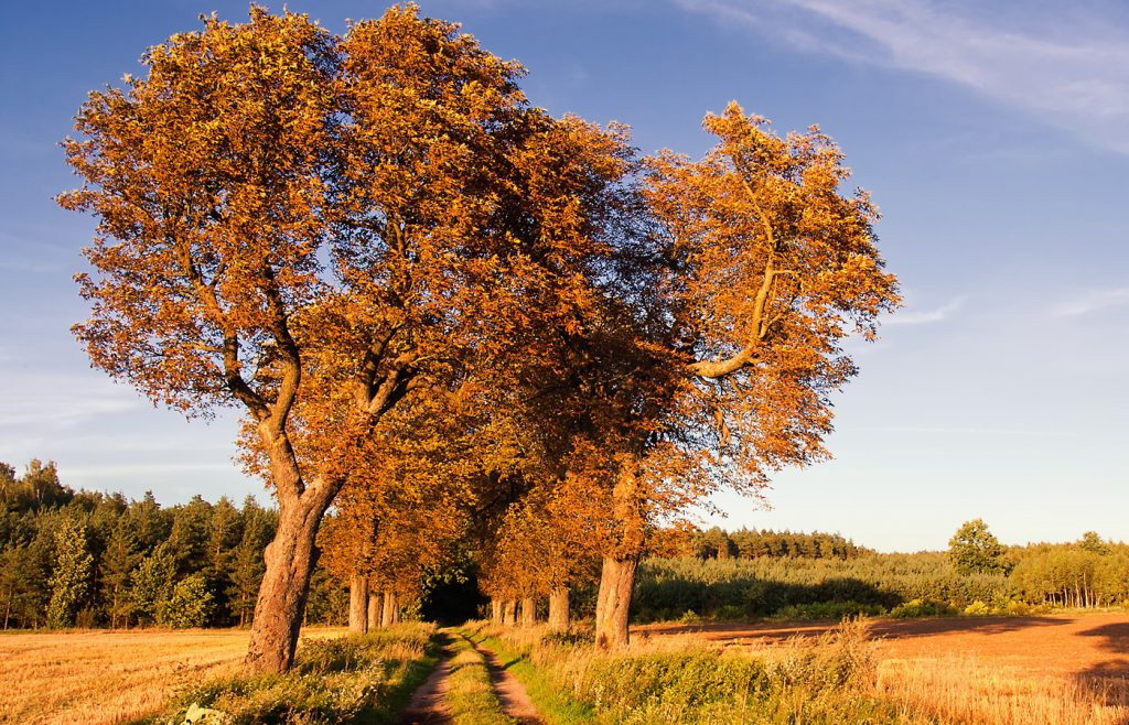 chestnut trees