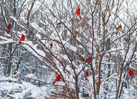 cardinals, cardinals in winter, diane porter