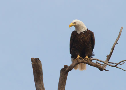 bald eagle, diane porter