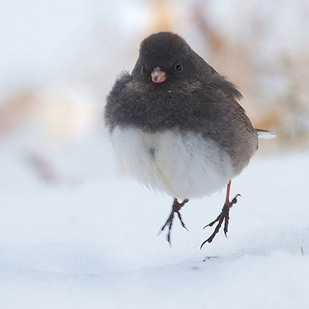 junco