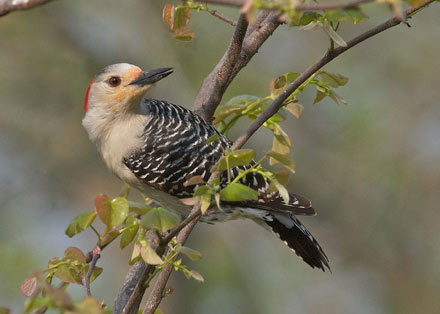 red-bellied woodpecker, diane porter