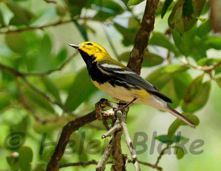 black thraoted green warbler