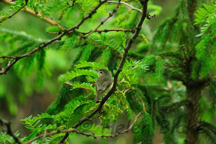 warbling vireo