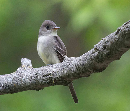 wood pewee