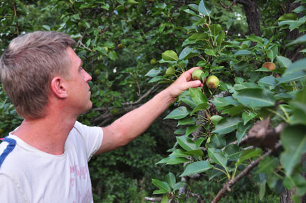 clint stephenson, king edwards orchard