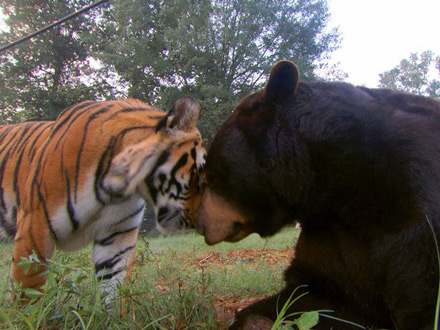 unlikely animal friends