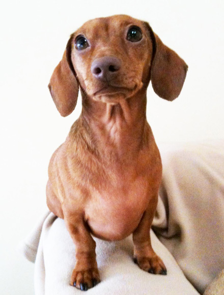 dachshund, doxie