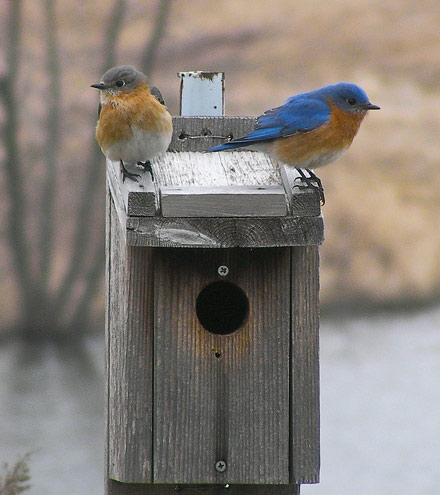 bluebirds