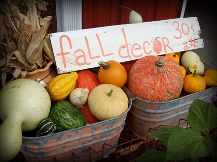 pumpkins