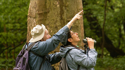 birders: the central park effect, birders movie, birders