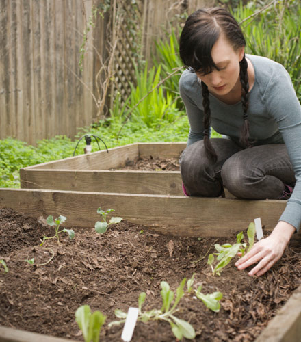 raised bed