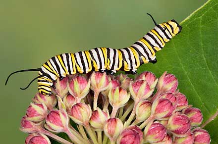 monarch caterpillar