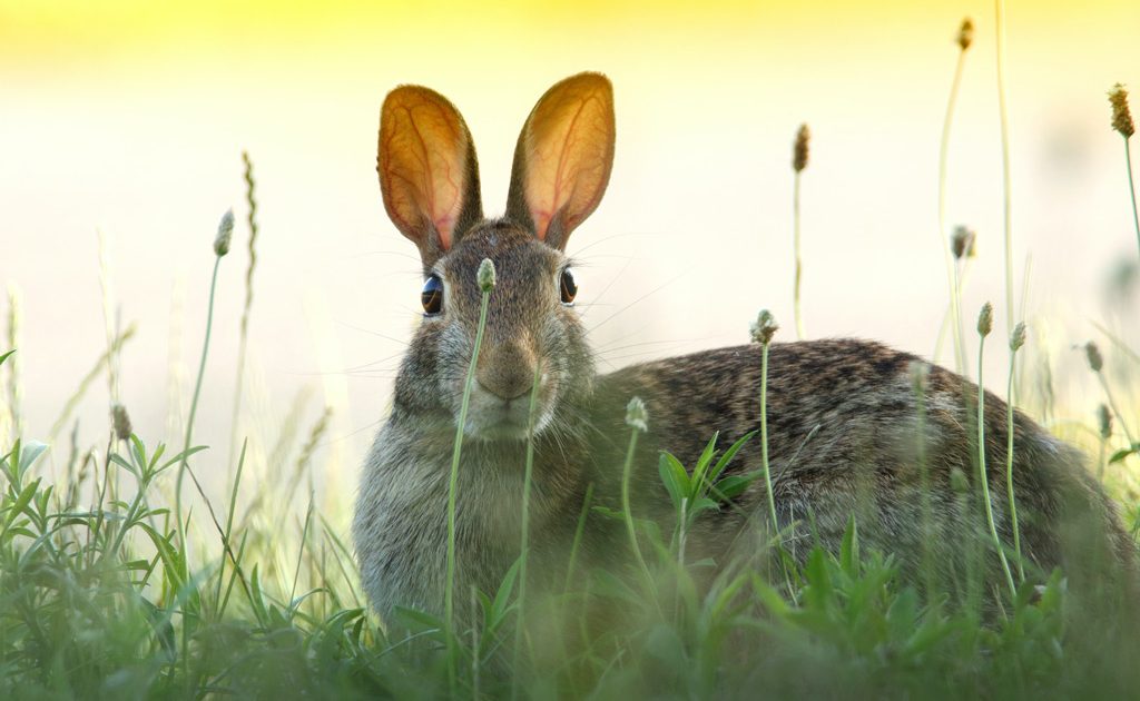 Wascally Wabbits: Going to Battle for Your Blooms - Iowa Source