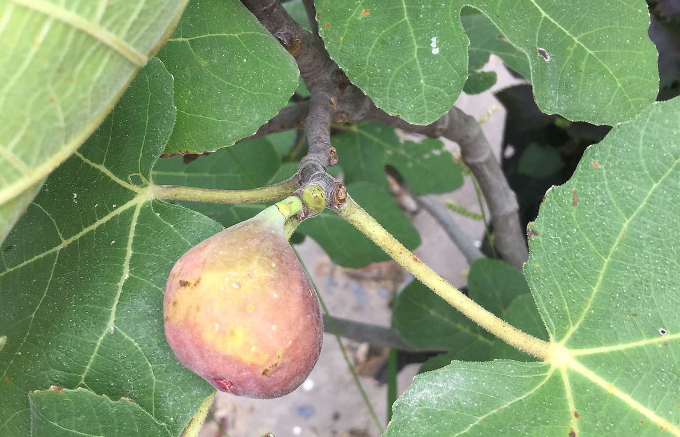 figs iowa