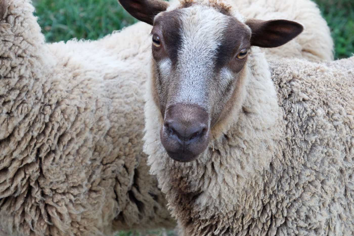 Shetland sheep