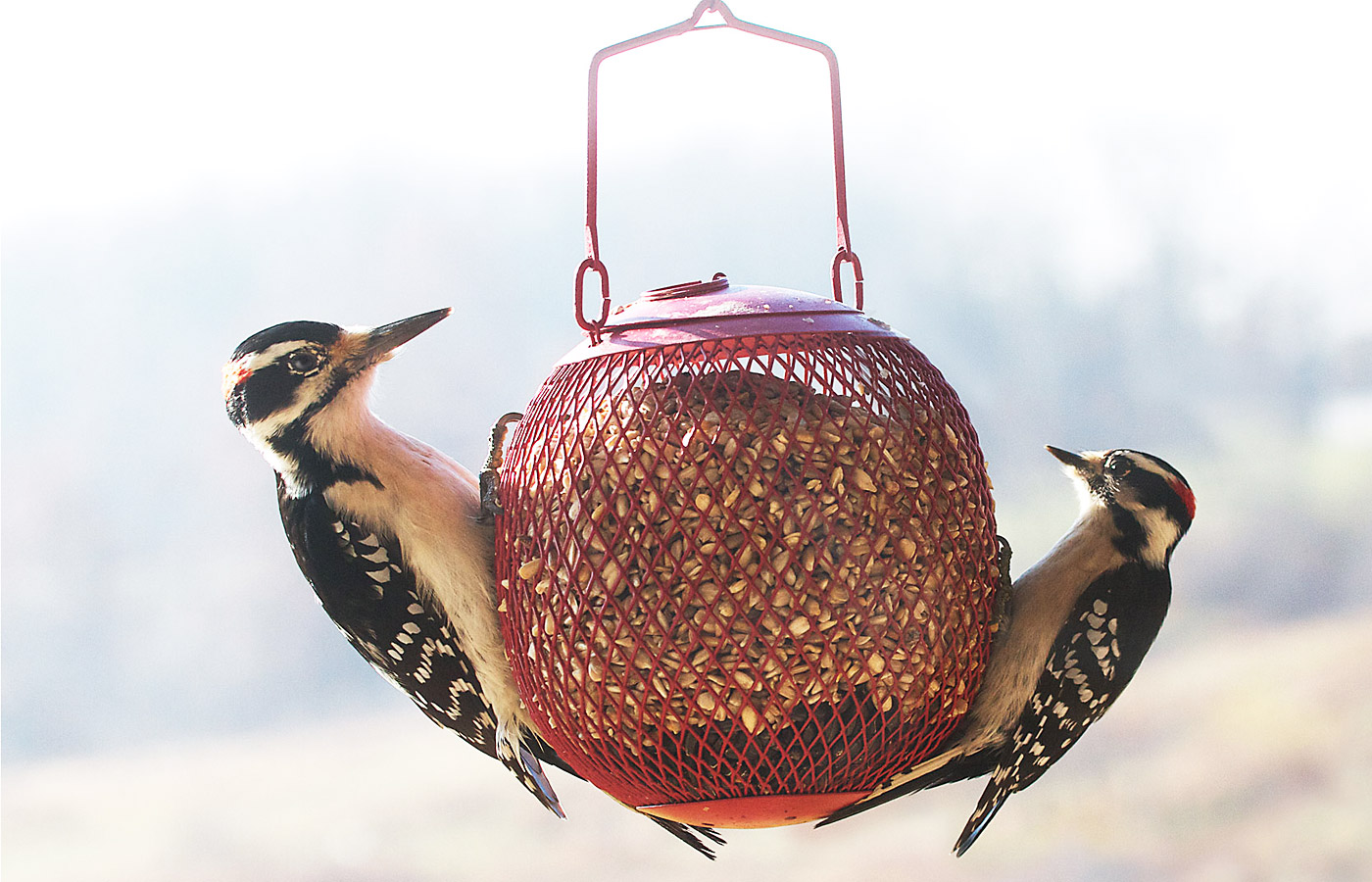 hairy woodpecker, downy woodpecker