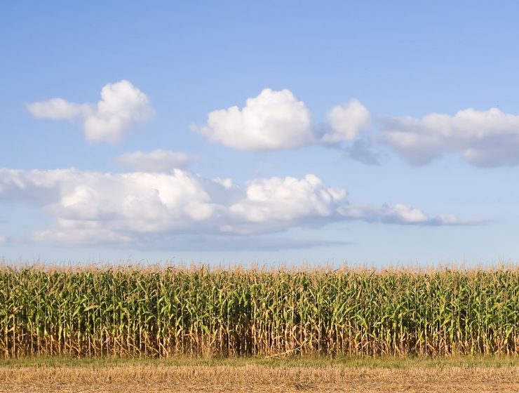 corn row