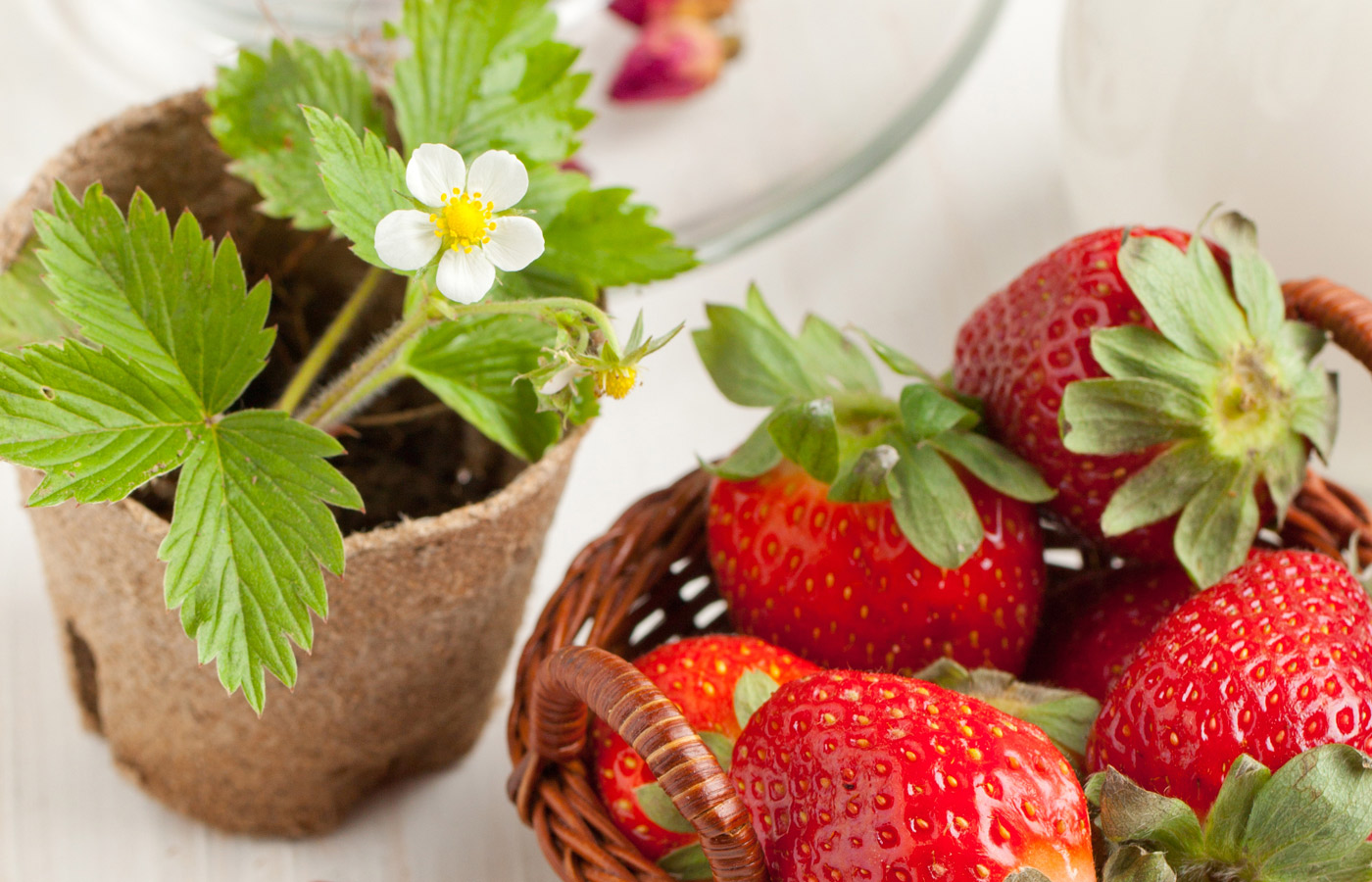 Hop Down to the Farmington Strawberry Festival June 810 Iowa Source