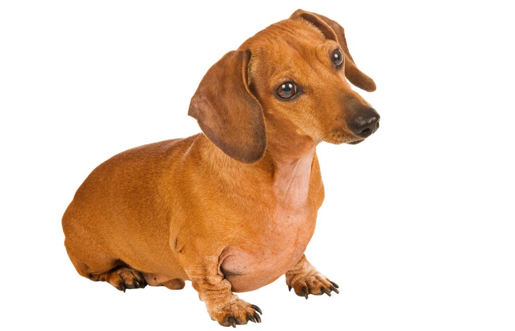 dachshund