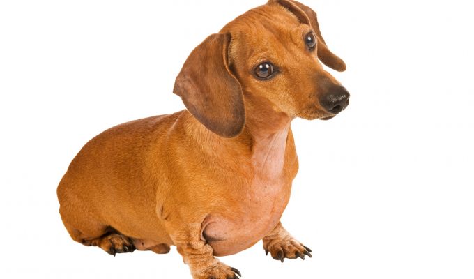 dachshund