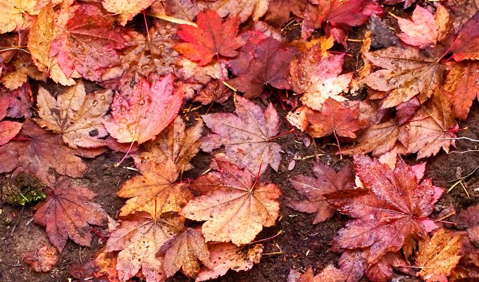 autumn leaves