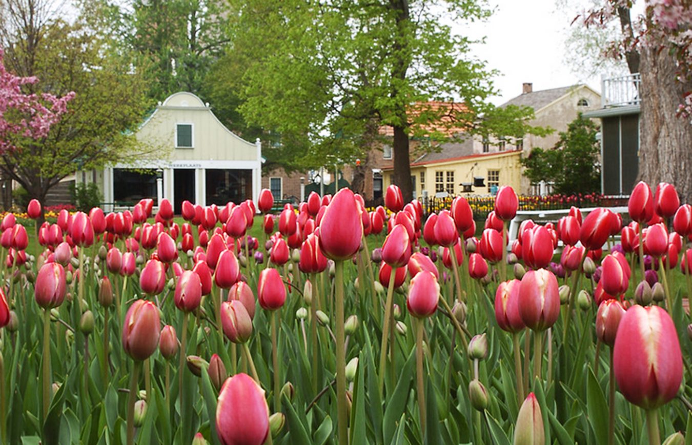 Pella Tulip Time A Grand Commemoration of Dutch Heritage Iowa Source