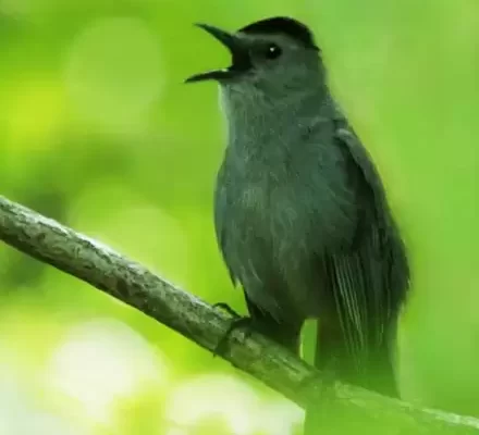 catbird