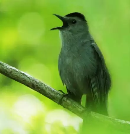 catbird