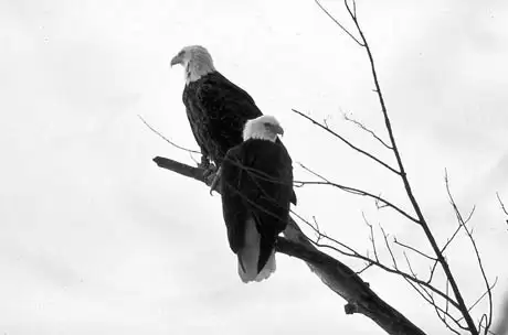 Bald eagles, bald eagles iowa